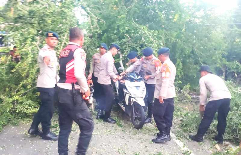 TERTIMPA POHON: Motor yang tertimpa pohon pinggir jalan Denpasar &ndash; Gilimanuk.(foto:polsek gilimanuk)