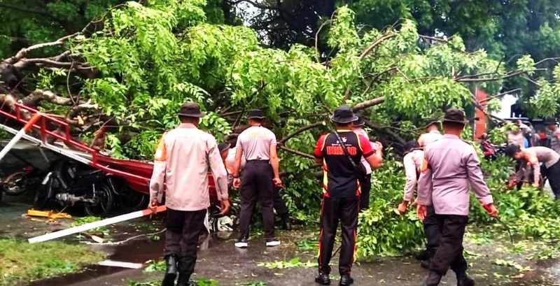 TERTIMPA POHON : Pohon tumbang menimpa pangkalan ojek di Kelurahan Gilimanuk, Kecamatan Melaya. (foto: Polsek Gilimanuk)