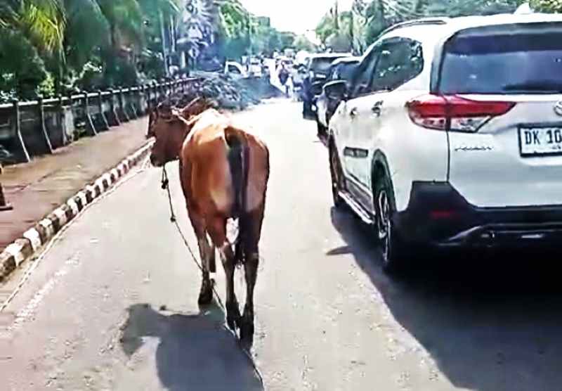 MENEGANGKAN : Sapi lepas liar yang bikin heboh pengguna jalan Pahlawan di Tabanan.(Istimewa)