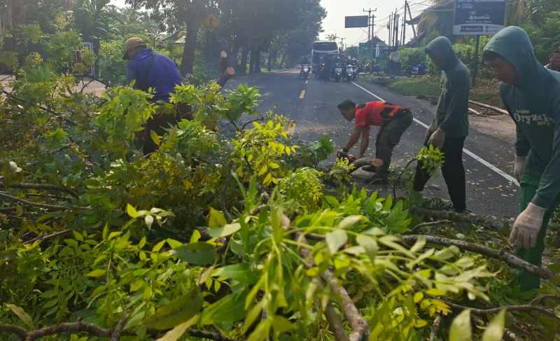 CEGAH MUSIBAH : Penebangan pohon perindang jalan Denpasar- Gilimanuk. (BPBD Jembrana)