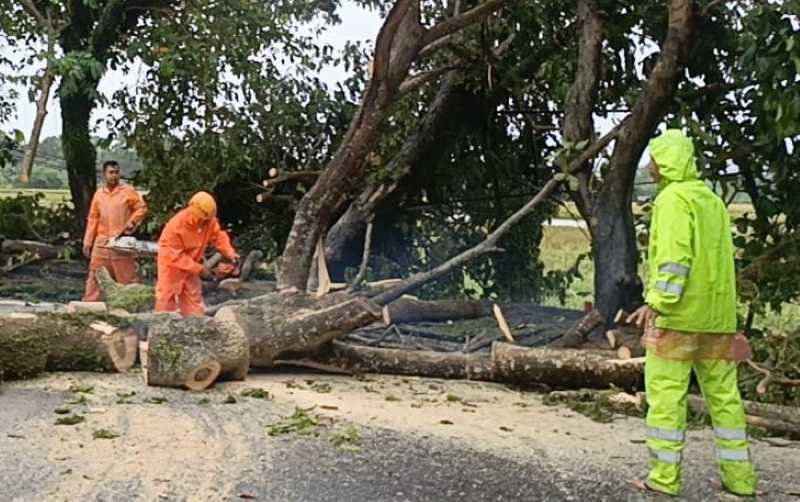 BERSIHKAN JALAN : Pembersihan pohon tumbang dari jalan raya Denpasar-Gilimanuk. (BPBD Jembrana)  