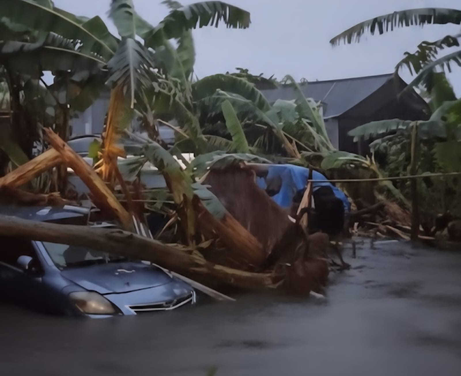 Sebuah mobil terjebak banjir dan tertimpa pohon tumbang di kawasan Jalan Hang Tuah, Sanur, Denpasar.