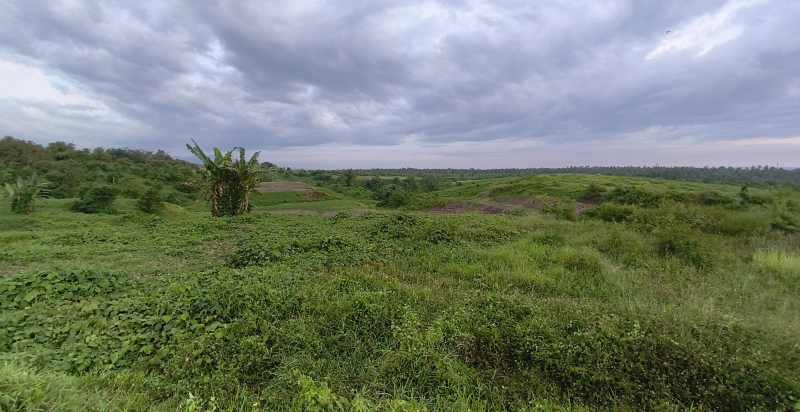 TARIK ULUR : Lokasi lahan jalur tol Mengwi-Gilimanuk, yang di Jembrana. (M.Basir)