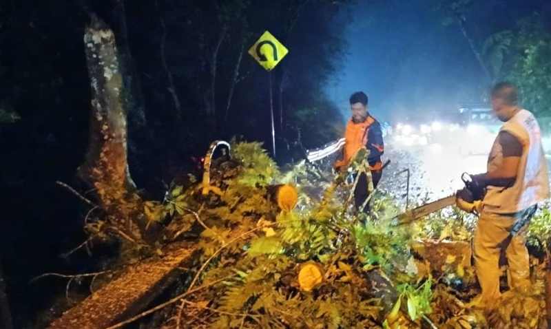 MERINTANGI  DI JALAN : Pohon tumbang di Jalan Raya Singaraja-Gilimanuk, (Foto: BPBD Buleleng)