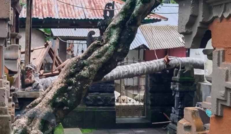 BERTUMBANGAN : Pohon tumbang di Karangasem. (BPBD Karangasem)