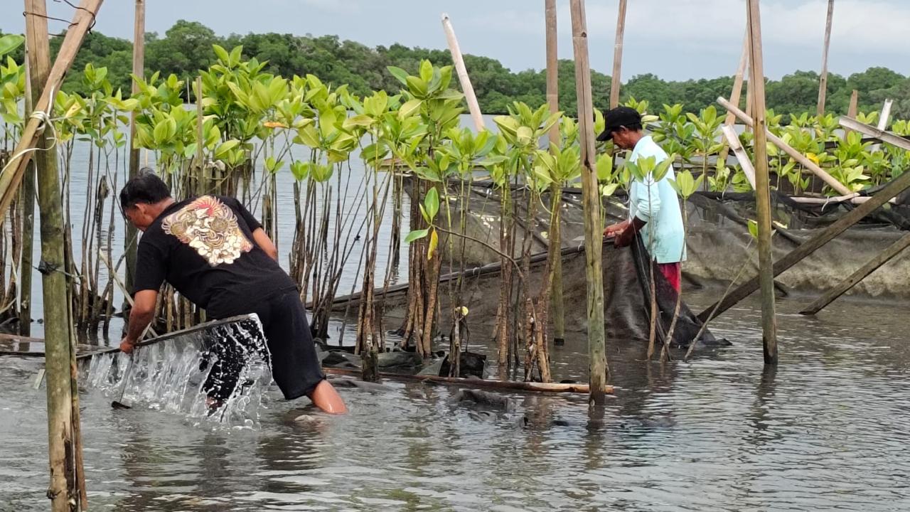 Progam rehabilitasi ekosistem pesisir di sekitar kawasan Benoa dengan bersinergi bersama pihak yang berkompeten dan kelompok masyarakat.