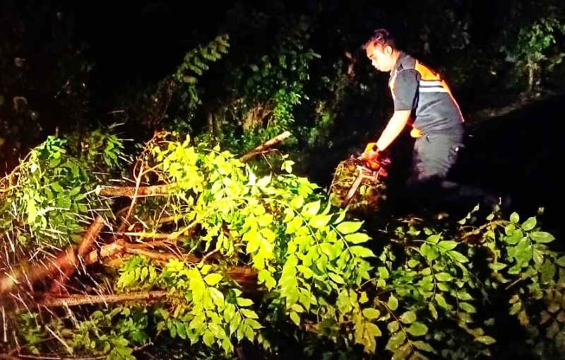 BERTUMBANGAN DINI HARI : Pohon tumbang di lingkungan Awen, Kelurahan Lelateng, Jembrana. (foto:BPBD Jembrana)
