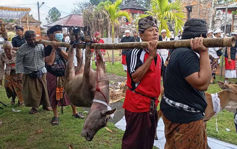 TUNTASKAN RITUAL UPACARA: Prosesi ritual  mapepada dalam rangka Hari Suci Nyepi di Desa Adat Buleleng.(francelino junior)