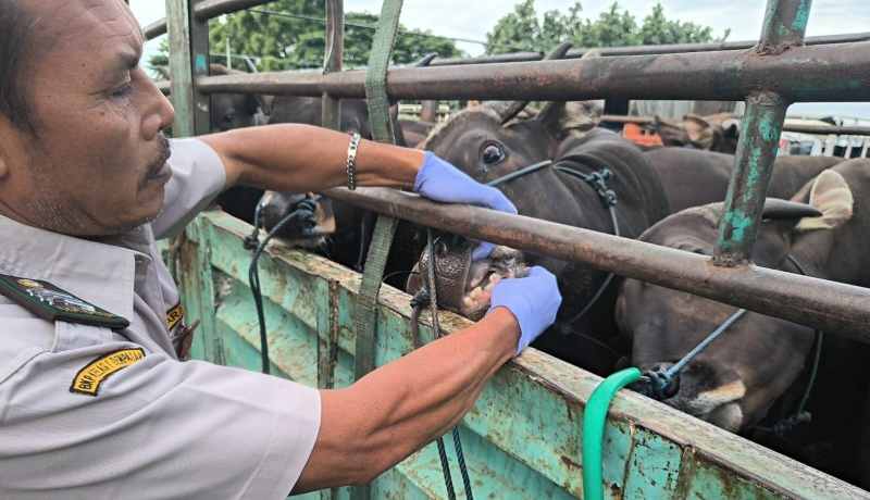 DICEK KESEHATANNYA: Pengecekan kesehatan sapi Bali dilakukan Karantina Bali. (ist)