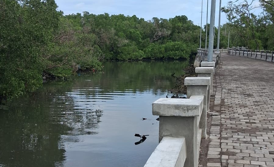 WASPADA BANGUNAN BETON: Pembangunan model beton dikhawatirkan mengganggu kelestarian mangrove di kawasan Pantai Sidakarya.(ist)