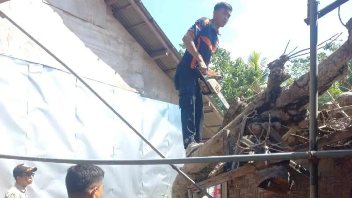 SUDAH LAPUK : Pohon tumbang menimpa bangunan tempat usaha warga di Banjar Munduk, Desa Pohsanten, Kecamatan Mendoyo, Jembrana. (foto:BPBD Jembrana)