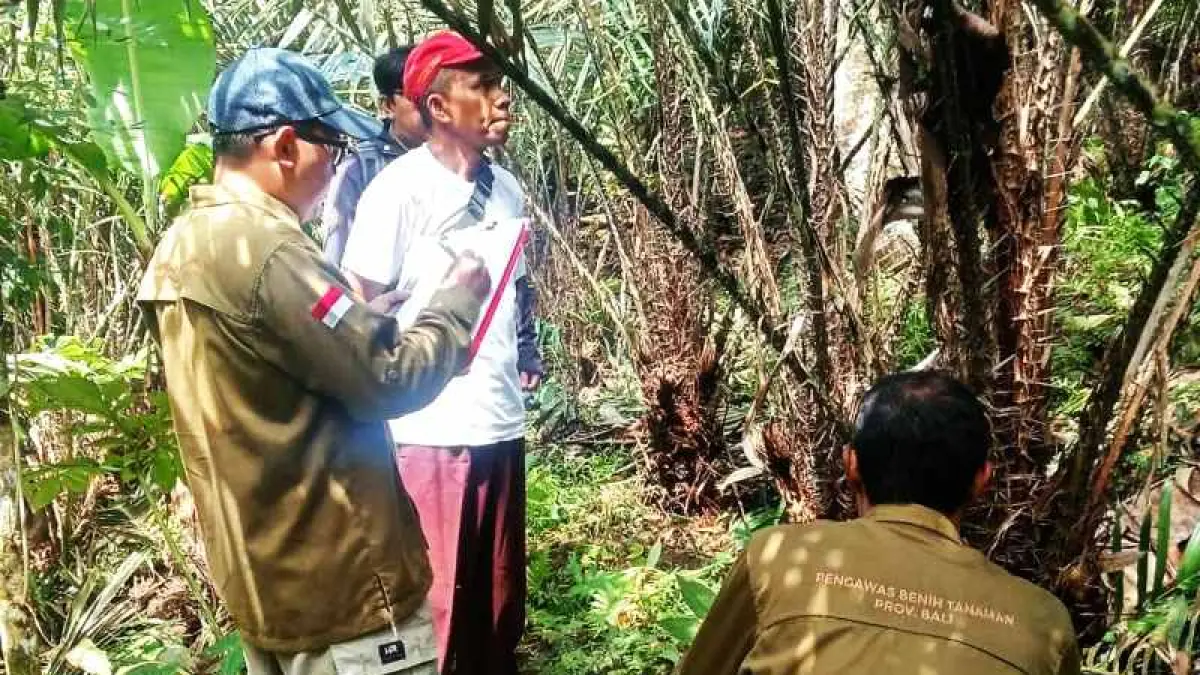 SARAH DI KEBUN : Salah merah produksi petani Tabanan ini semakin menjanjikan dan dalam proses uji  oleh BRIN. (ist)