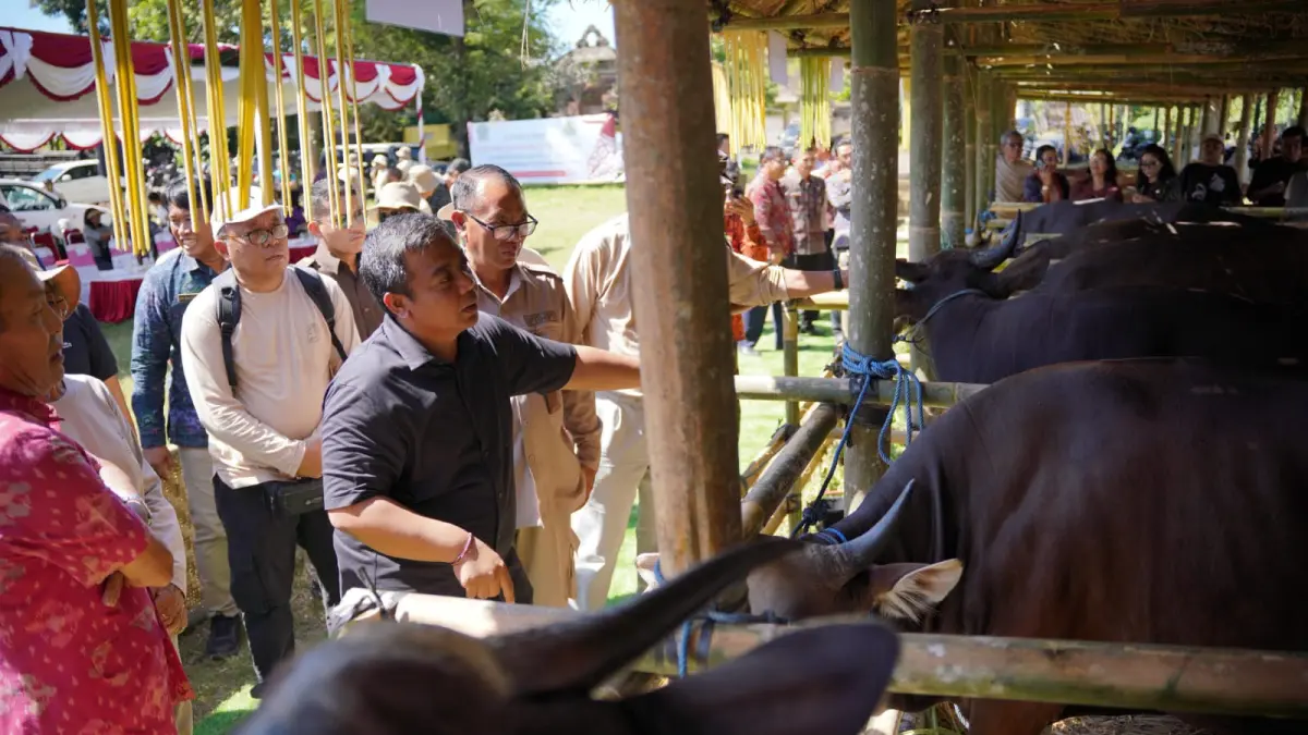 Sekda Gianyar I Gusti Bagus Adi Widhya Utama menyaksikan Lomba Bibit Sapi Bali Jantan dan Betina di Lapangan Banteng Gianyar, Selasa (14/4).