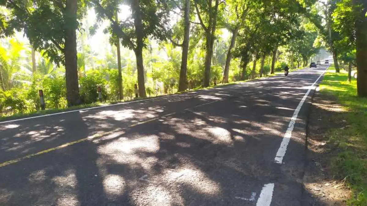 TEMPAT ALTERNATIF: Lahan Perkebunan Perumda Bali di pinggir Jalan Denpasar- Gilimanuk, Desa Candikusuma, Kecamatan Melaya. (M.Basir/Radar Bali).
