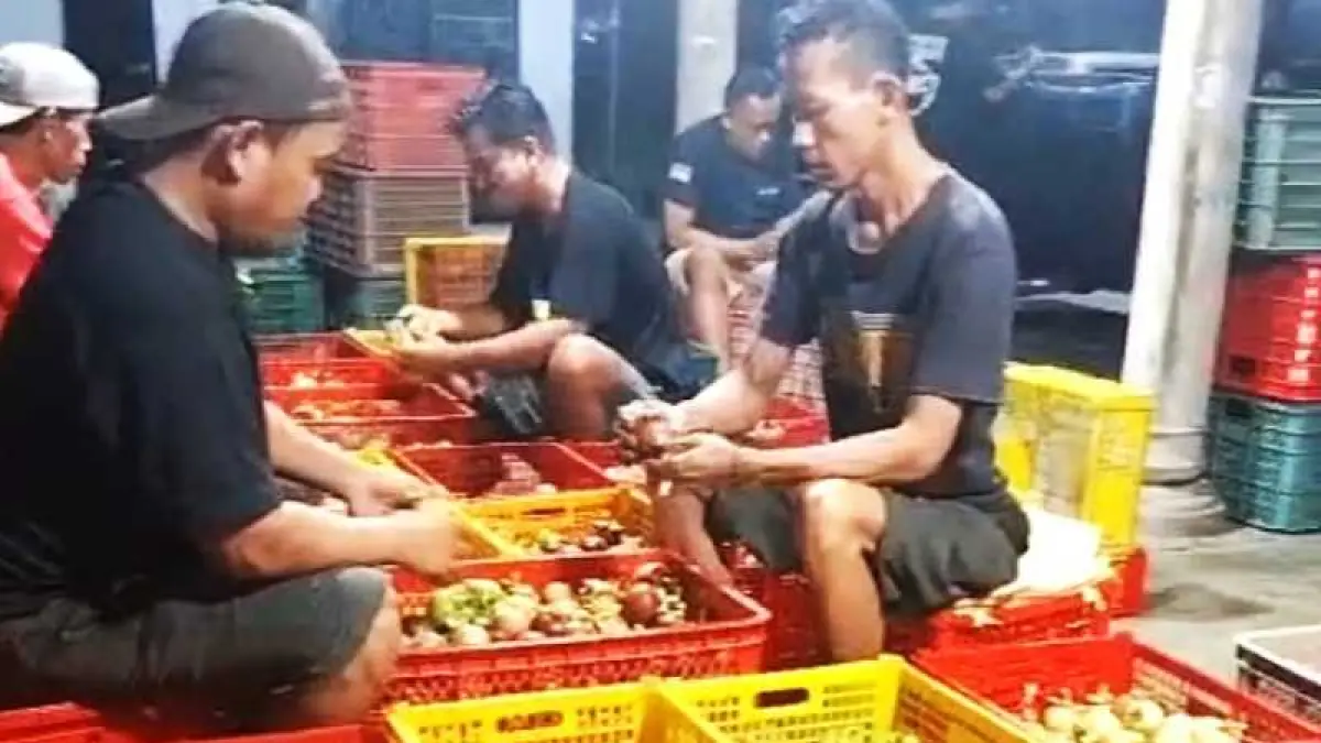 HARGA SEDANG BAGUS : Aktivitas pengemasan buah manggis Pupuan, Tabanan yang bakal diekspor ke Tiongkok.(Juliadi/Radar Bali)

&nbsp;