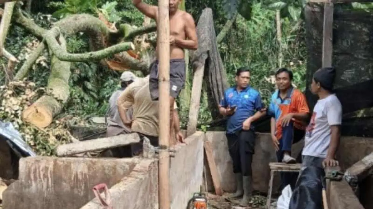 TERTIMPA POHON TUMBANG : Kandang babi warga Banjar Dinas Kauhan, Desa Pesedahan, Manggis, Karangasem. (ist)