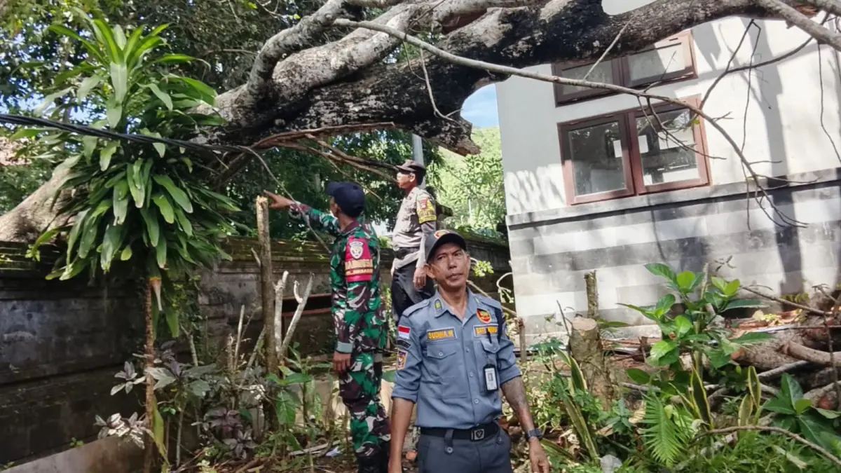 ROBOH: Pohon tumbang dan menimpa bangunan SDN 2 Jimbaran, Kabupaten Badung dampak hujan dan angin 28 April 2026. (ADRIAN SUWANTO/radarbali.id)