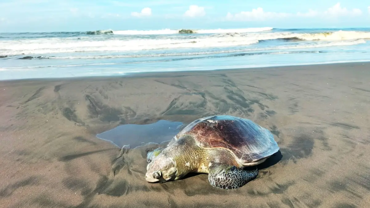 SUDAH MATI : Penyu lekang yang ditemukan mati di Pantai Yehembang, Jembrana. (foto : Polsek Mendoyo, Jembrana)