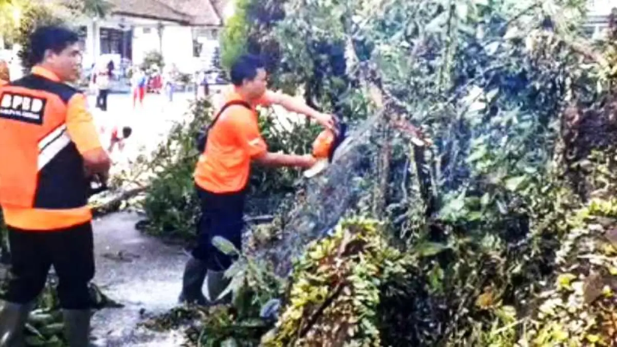 AKIBAT CUACA EKSTREM : Petugas BPBD Jembrana melakukan penanganan pohon tumbang di sekolah. (foto: BPD Jembrana)