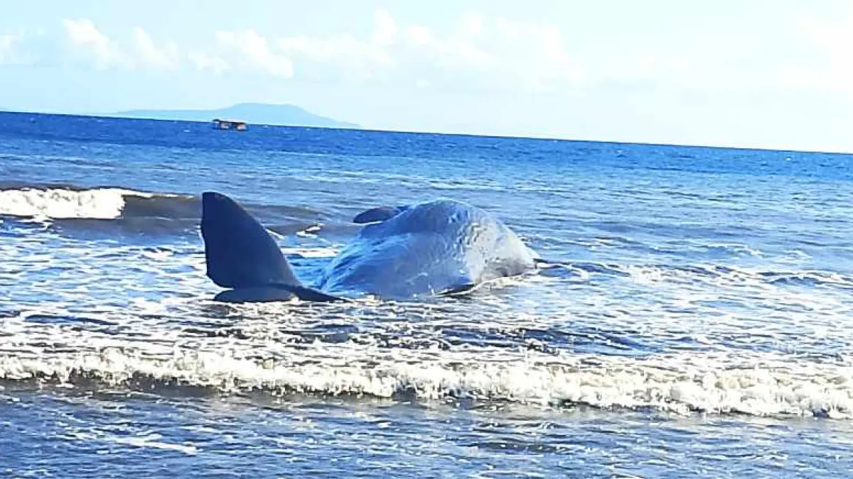 SANGAT BESAR : Paus nahas ini terdampar di pesisir Pantai Nusasari, Kecamatan Melaya, Jembrana. (foto: Polsek Melaya, Jembrana)