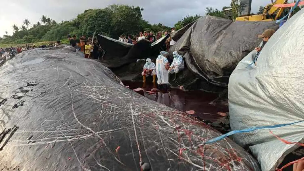 DIDUGA ADA YANG BERBUAT JAHAT : Tindakan nekropsi paus sperma di pesisir Pantai Nusasari, Desa Nusasari, Kecamatan Melaya. (M.Basir/Radar Bali)
