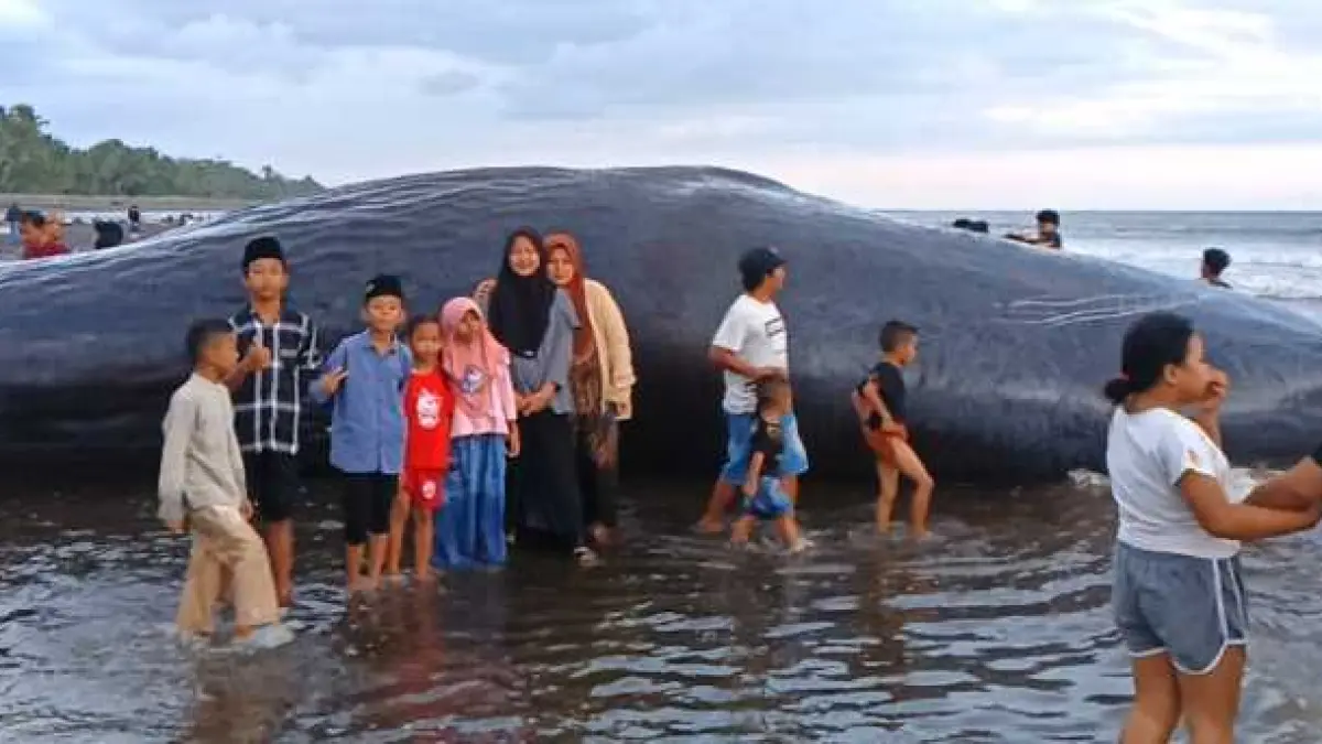 DIPAKAI SELFIE: Warga melihat dan berfoto dengan paus sperma terdampar. (foto: M.Basir)