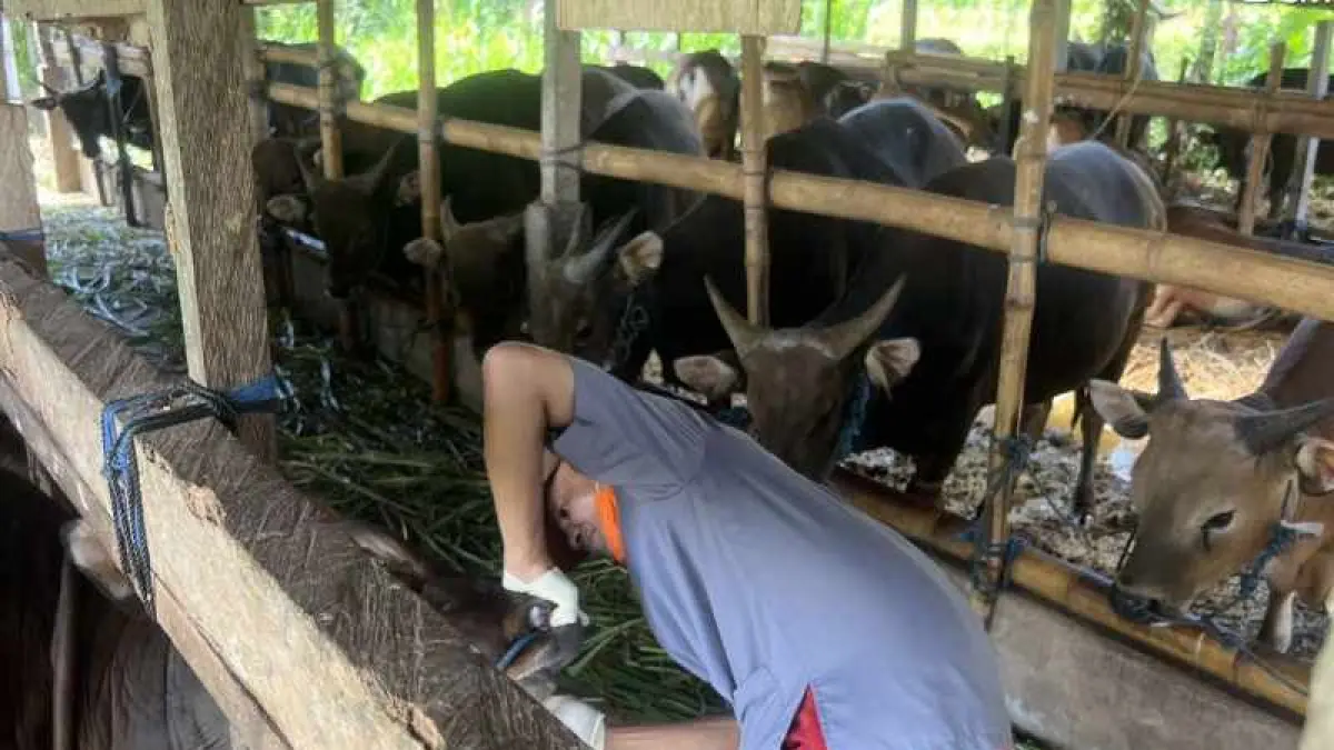 CERMATI KESEHATAN TERNAK : Seorang petugas Dinas Peternakan memantau perkembangan sapi di salah satu kandang di Gianyar. (Foto: Puskeswan Gianyar III)