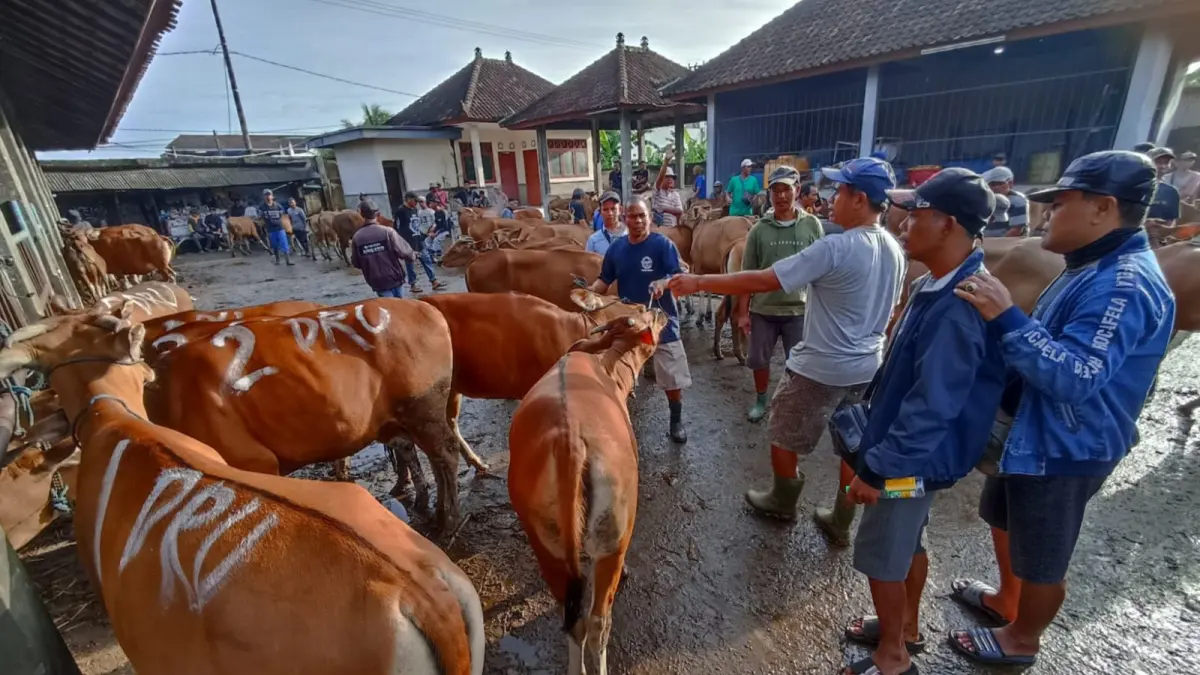 EAJIB SEHAT: Transaksi hewan sapi kurban  jelang Hari Raya Idul Adha di Pasar Beringkit Mengwi Badung. 9ADRIAN SUWANTO/radarbali.id)