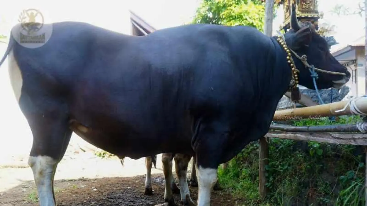 SAPI PILIHAN SEBERAT NYARIS SATU TON: Sapi milik Ketut Sukata, peternak asal Desa Petandakan, Buleleng, ini terpilih sebagai sapi kurban dari Presiden Prabowo. (Foto: Distankan Buleleng)