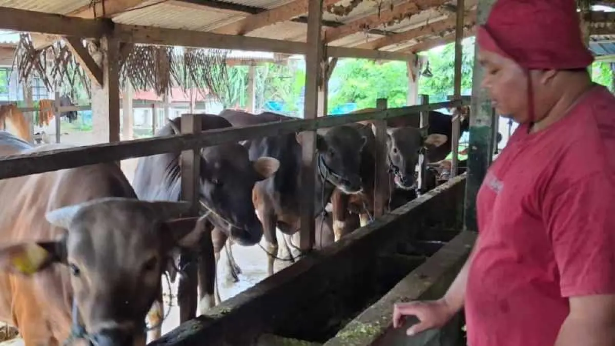 JADI PILIHAN UNTUK KURBAN: Sapi milik I Wayan Doni Ardita, peternak asal Banjar Anyar, Desa Perean Kangin, Baturiti, Tabanan.(juliadi/radar bali)