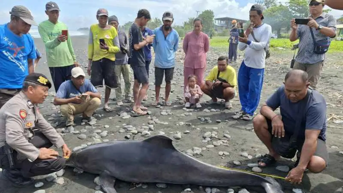 MENGENASKAN: Lumba lumba terdampar di pantai Desa Yehsumbul, Kecamatan Mendoyo, Jembrana. (foto:Polsek Mendoyo)