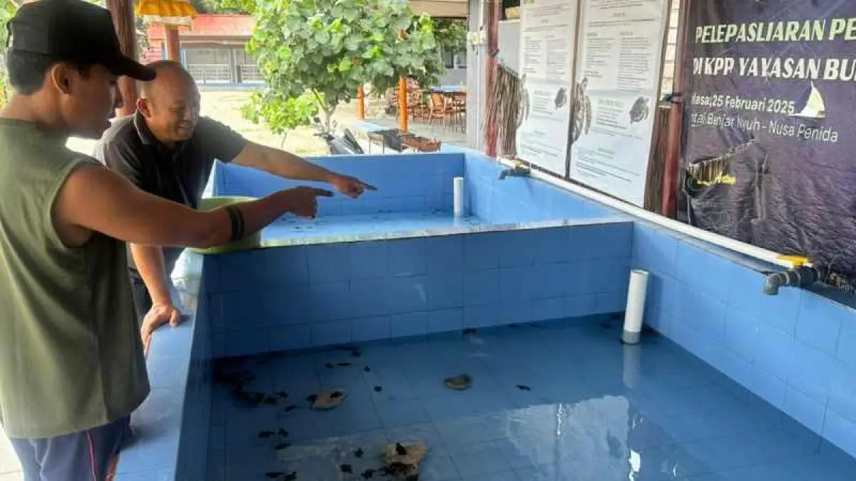 TAK BOLEH LENGAH : Konservasi Penyu Pantai Bias Muntig, Desa Ped,Nusa Penida. (foto: Polsek Nusa Penida)