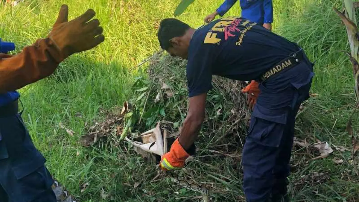 MENGHEBOHKAN : Petugas Damkar menangkap ular piton memangsa ayam warga Dusun Baluk I, Desa Baluk, Kecamatan Negara. (foto:Damkar Jembrana)