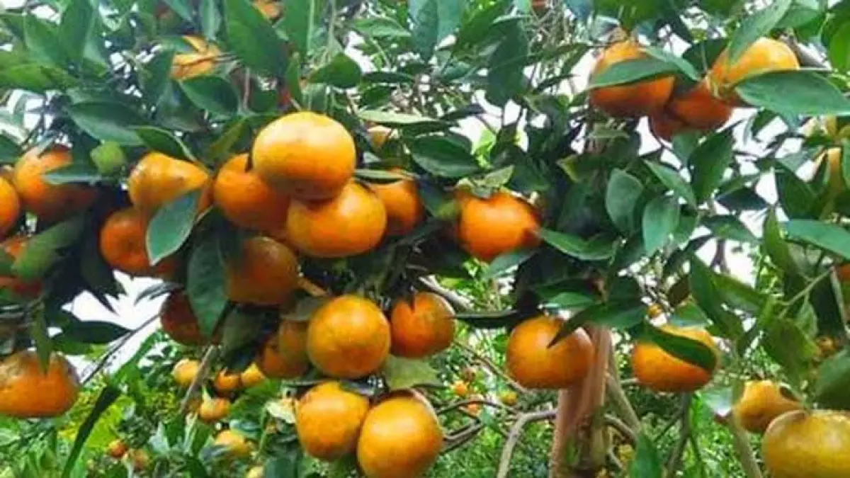 jeruk kintamani