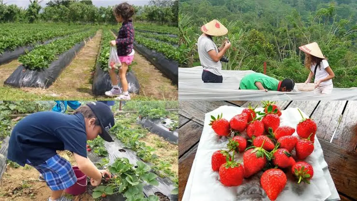 Wisata petik buah di beberapa wilayah di Bali. 