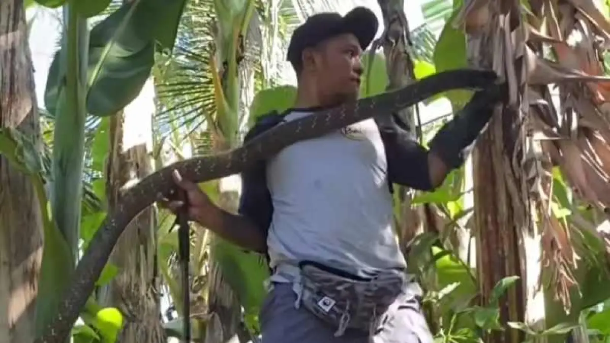 DITANGKAP : Tim Reptil Asih Tabanan menangkap ular kobra yang meresahkan warga Banjar Suraberata, Desa Lalanglinggah, Kecamatan Selemadeg  . (ist)