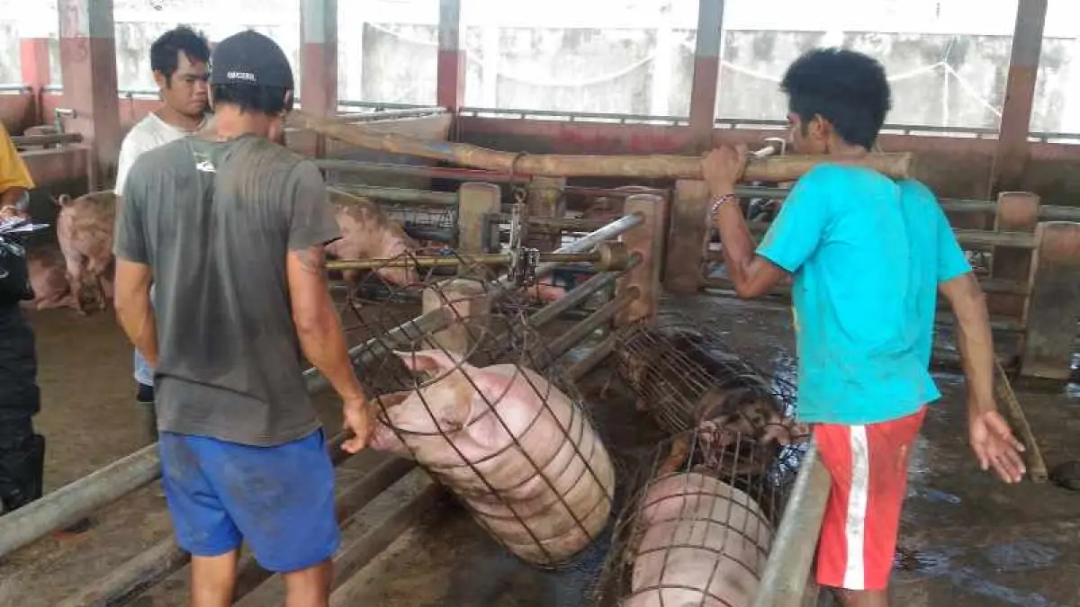 MASIH AMAN DARI VIRUS : Kesibukan jual beli babi di Denpasar. (adrian suwanto)