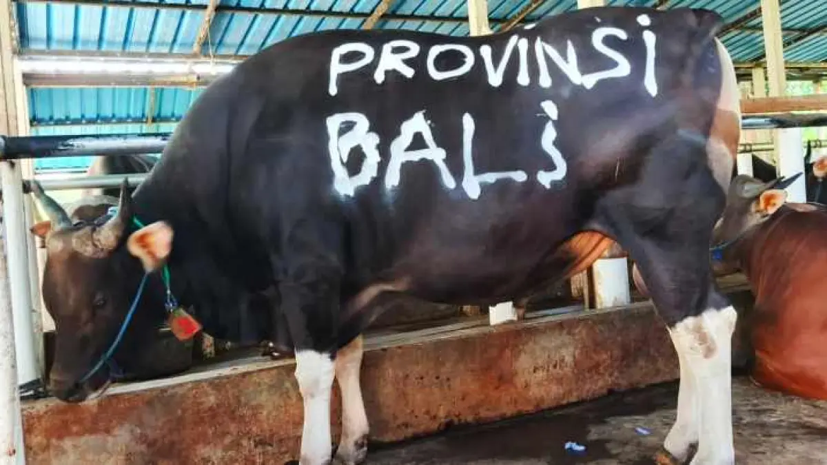 PESANAN PRESIDEN : Sapi bali milik Kadek Astitiya seberat 608 kilogram dipilih sebagai sapi presiden yang akan disumbangkan untuk Idul Adha. (foto:ist)
