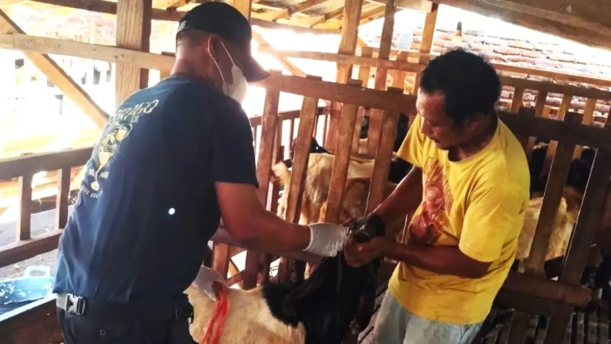 DICEK KONDISI KELAYAKANNYA : Pemeriksaan terhadap kambing, bantuan ewan kurban dari Pemkab Jembrana. (foto: Keswan Jembrana)