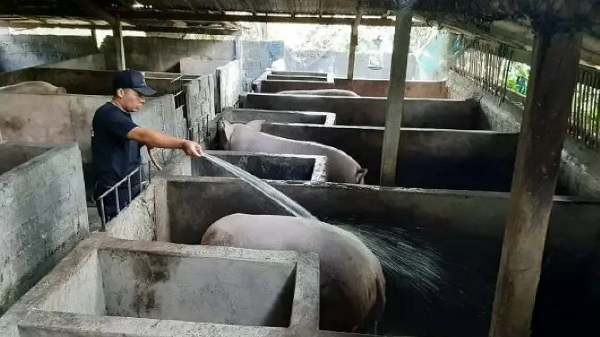 WASPADA: Peterank sedang menyemprotkan air ke Babi di Badung. Bali ini kembali antisipasi merebaknya virus African Swine Fever (ASF). (ADRIAN SUWANTO/radarbal.id)