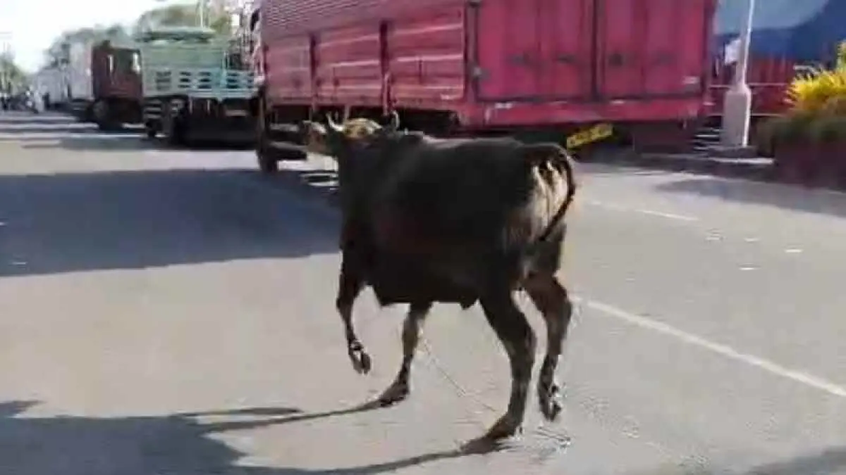 LEPAS DAN BERLARIAN: Sapi kurban kabur saat hendak dipotong. (foto: dok. Tony)