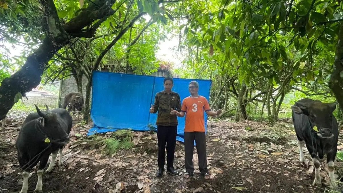 SAPI KURBAN: Bantuan hewan kurban dari Presiden RI Prabowo Subianto disalurkan di Masjid Baiturrahman berupa 2 ekor sapidengan berat total  1 ton. (ist/radarbali.id)