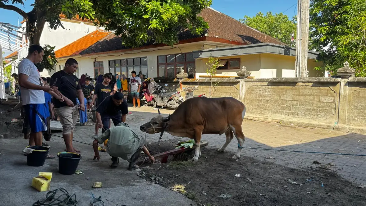 INDAHNYA BERBAGI: Seekor Sapi bantuan BTID untuk warga Kampung Bugis Serangan Denpasar lewat takmir masjid AsSyuhada Denpasar. (btid for radarbali.id)