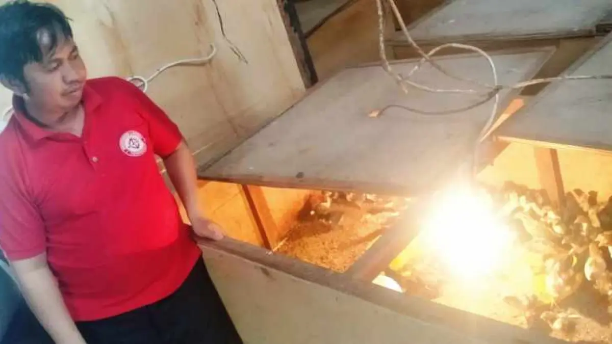 MENJANJIKAN : Perbekel Desa Buahan I Gede Ari Wastika ditemui di kandang miliknya yang beternak ayam caru untuk kebutuhan upacara keagamaan. (juliadi/radar bali)