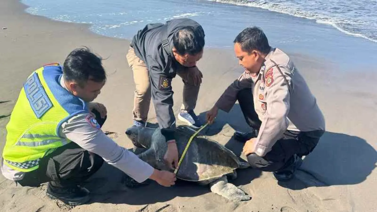 TERDAMPAR DAN MATI : Penyu lekang nahas ini terdampar di pesisir Pantai Yehembang,Mendoyo,Jembrana. (Polsek Mendoyo)