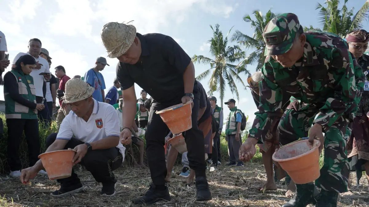 Wakil Bupati Karangasem, Pandu Prapanca Lagosa saat turun langsung bersama petani menanam jagung hibrida di Subak Balepunduk, Kamis (4/6).