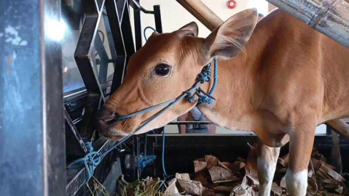 BARANG BUKTI SAPI CURIAN : Sapi hasil curian Nyoman Wirna. (foto: francelino junior)
