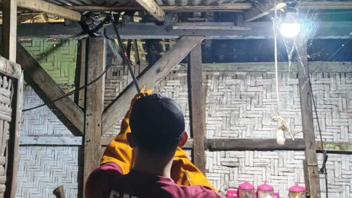 HEBOHKAN WARGA : Ular piton di atap rumah warga sedang ditangkap petugas Damkar. (Foto : Satpol PP Jembrana)