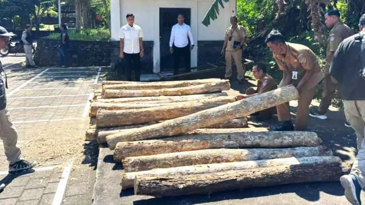 TERCIDUK : Kayu jati gelondongan yang diamankan polisi ke Polres Jembrana. (foto:Polres Jembrana)