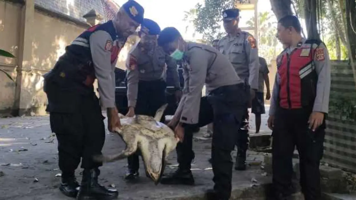 DISELAMATKAN :&nbsp;Petugas kepolisian mengangkat penyu Lekang ke tempat konservasi.(Polres Gianyar)